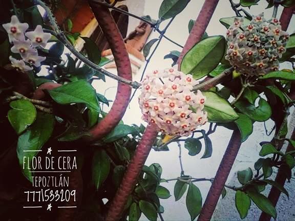 מלון טפוזטלן Flor De Cera מראה חיצוני תמונה